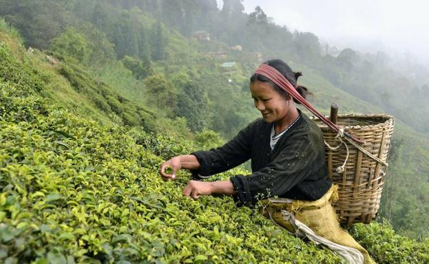 Una mujer recolecta la planta.