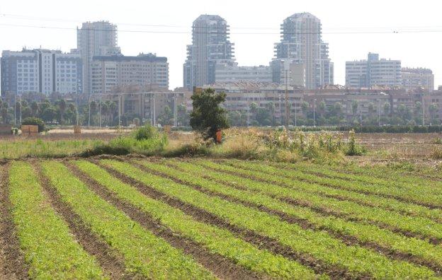 Parte de la huerta de Campanar, esta semana.