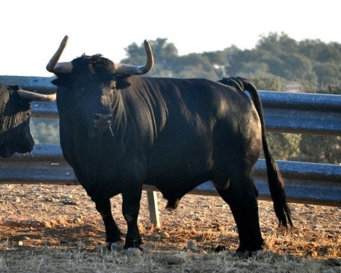 Toro de Jandilla para el 7 de Setembre de Puçol.