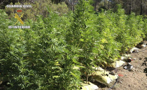 Imagen de archivo de una plantación de marihuana incautada por la Guardia Civil.