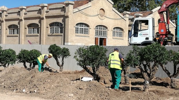 Plantación de árboles, ayer en el Parque Central.