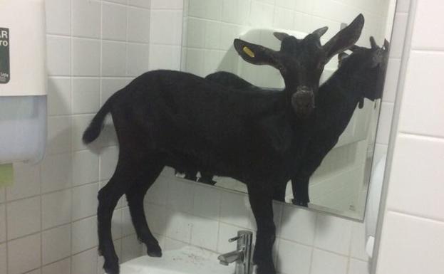 La cabra, encerrada en un cuarto de baño.