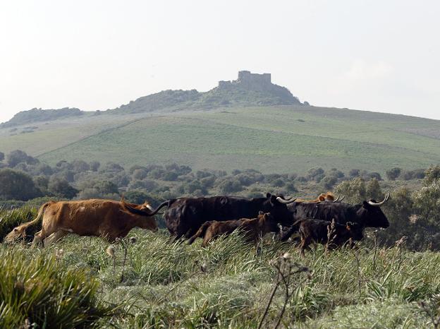 La belleza del campo bravo en su esplendor. / APLAUSOS