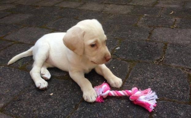 Unos ladrones devuelven un cachorro robado a una niña de 4 años por compasión