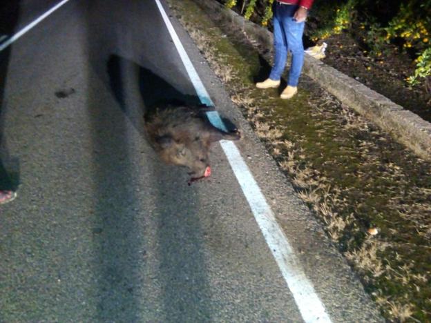 Un ejemplar de jabalí muerto tras un accidente de coche en el término municipal de Pego. / LP
