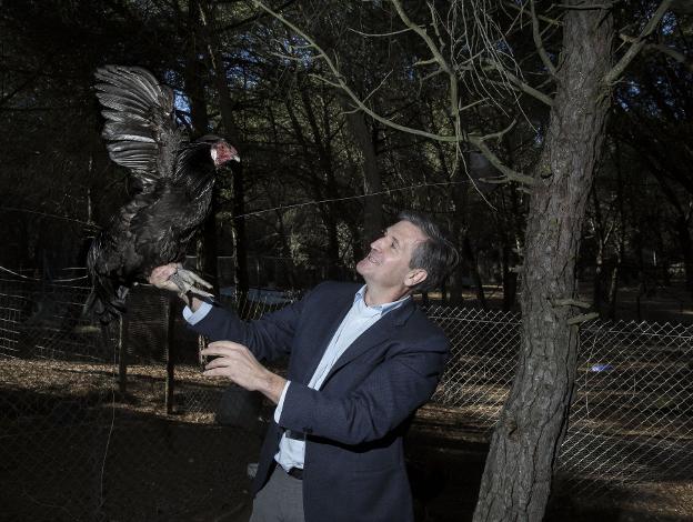 Alfonso Jiménez, presidente de Cascajares, con uno de sus capones de cría. :: gabriel villamil/ FOTOS: