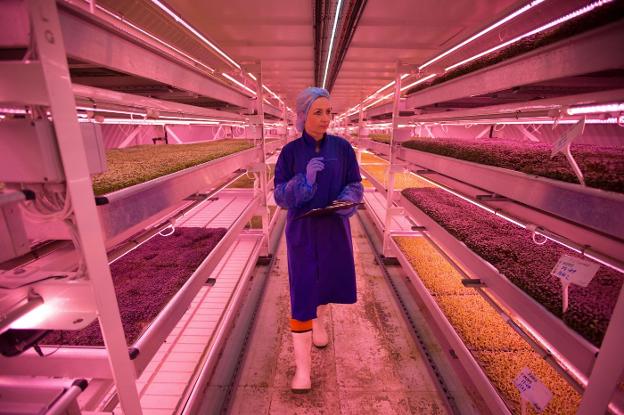 Una operaria controla el estado de las 20 variedades de verduras y hortalizas que produce Growing Underground. / AFP
