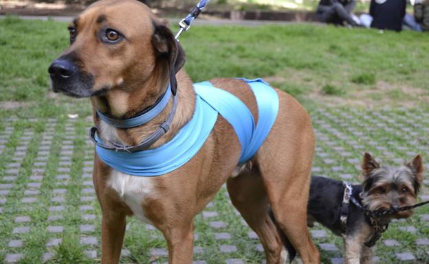 Estudiantes valencianos diseñan una banda antiestrés para que los perros no sufran por los petardos en Fallas