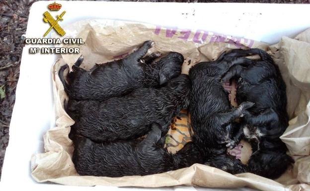 Los perros estaban ateridos de frío por el temporal.