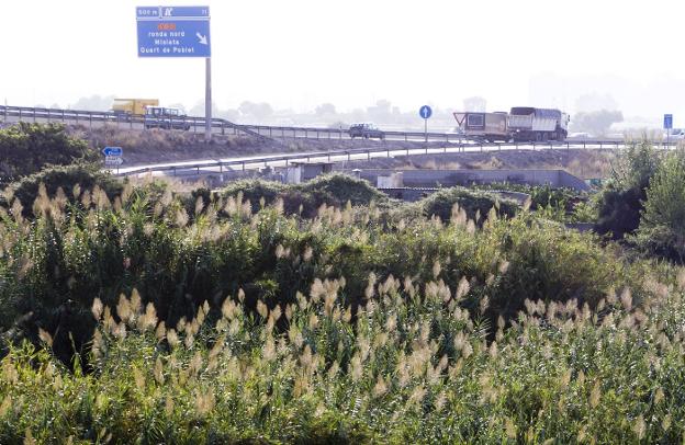 Una zona de vegetación, junto a la carretera en Quart. / Damián torres