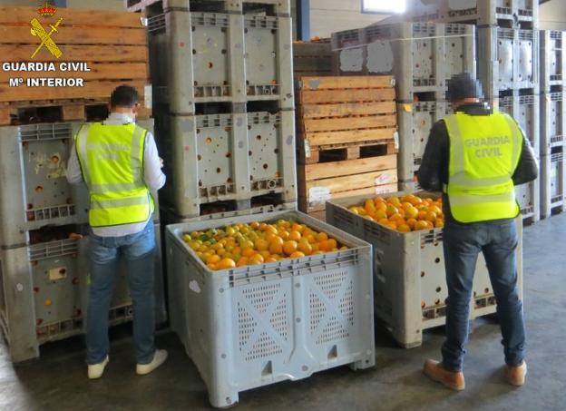 Dos guardias civiles inspeccionan un almacén de cítricos. / lp