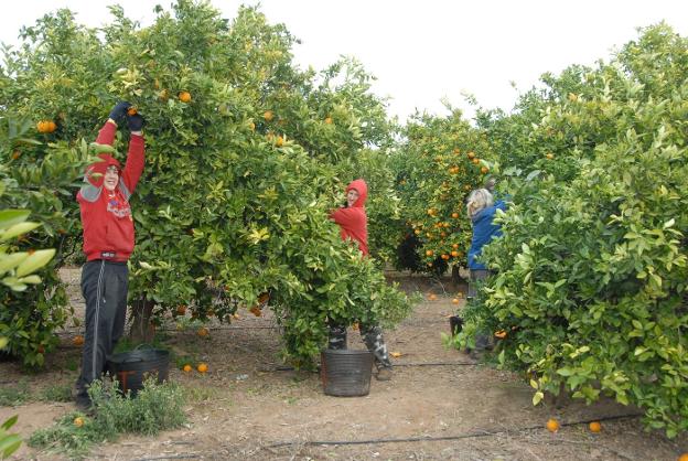 Recolección de naranjas en un huerto de Sagunto. / paco bono