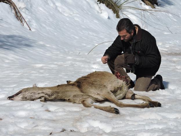 Vicente Palacios, con una presa abatida por un lobo. / lp