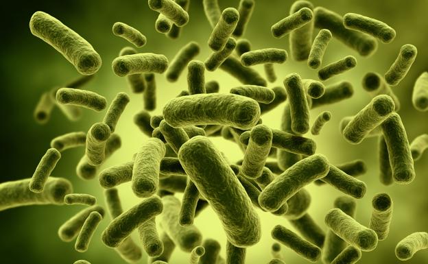 Bacterias vistas a través de un microscopio./Archivo