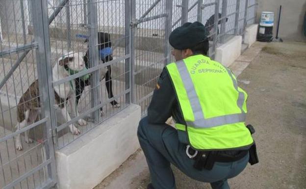 Piden 5 años para el dueño de los perros que mataron a un hombre en Beniarbeig