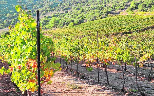 Viñedo de uva blanca. / lp