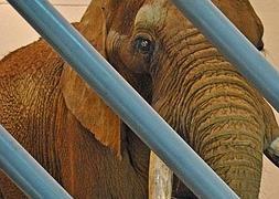 El elefante Pambo. / Bioparc/