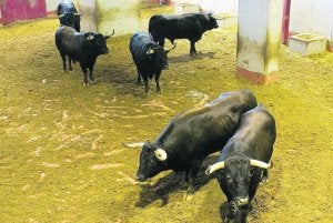 Toros de la ganadería de Guardiola de donde procede el semental del que se utilizaron células para clonar al astado . :: JOSÉ USOZ/