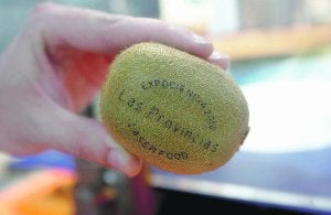 Un kiwi en el que Laser Food tuvo ayer la deferencia de grabar el nombre de Las Provincias. ::
D. TORRES/