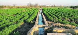 Huerta de Aldaia, que se cerrará con una valla de siete kilómetros. ::
LP/