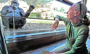 La científica Jane Goodall, con uno de los gorilas del bosque ecuatorial del Bioparc de Valencia. / Efe / Manuel Bruque/