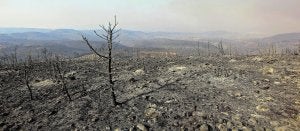 «El paisaje es desolador, está todo arrasado»