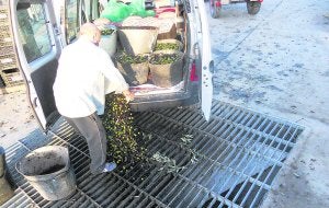Un hombre descarga las aceitunas de los capazos. ::
ENRIQUE MORA/
