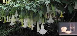 Burundanga en estado natural, y preparada químicamente para su ingesta. / LP/