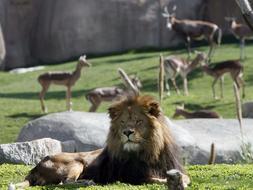 Un león toma el sol durante la inauguración hoy del Bioparc, el nuevo zoo de la ciudad de Valencia. Foto: EFE./