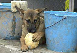 Uno de los cachorros que se encuentra en una protectora./