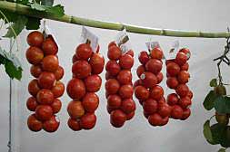 Cinco ristras de tomates de colgar en Alcalà de Xivert (Castellón), con etiqueta de origen./