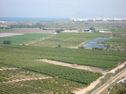 Vista panorámica del marjal de la Safor, en el término municipal de Tavernes de la Valldigna./LP/