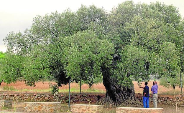 El árbol singular, monumento natural y cultural | Las Provincias