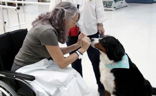 Resultado de imagen para los perros que ayudan a pacientes
