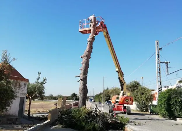 Los operarios ejecutan los trabajos de tala. / lp