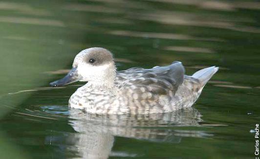 La Fauna Valenciana Pide Auxilio Las Provincias