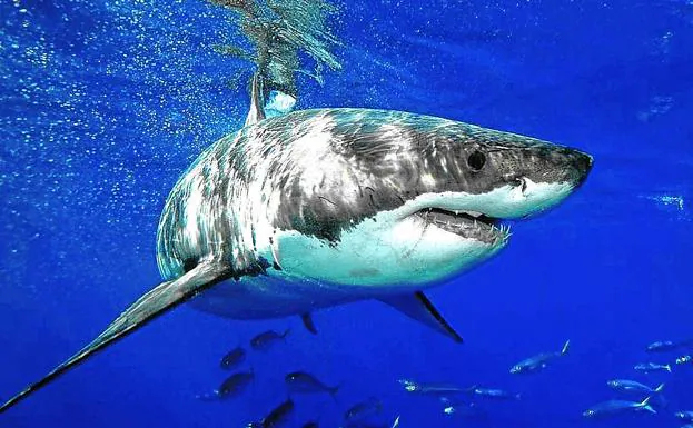 Ejemplar de tiburón blanco. En 2018 filmaron uno de 5 metros en aguas baleares de Cabrera. /RC