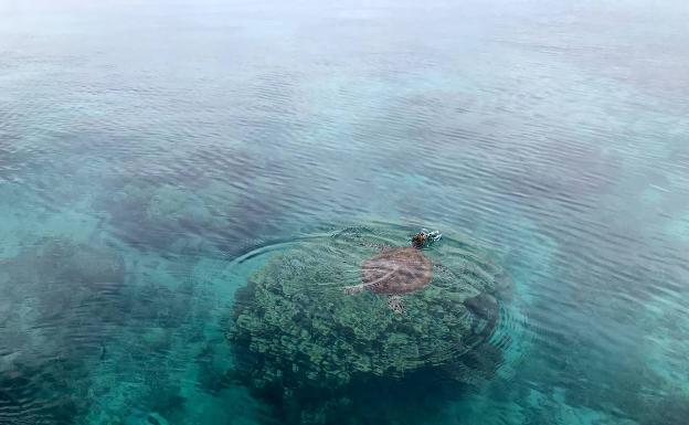 Aguas cristalinas, con tortugas, en Nueva Caledonia.