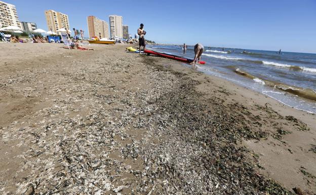 Algas en la playa de El Puig. /J.Signes