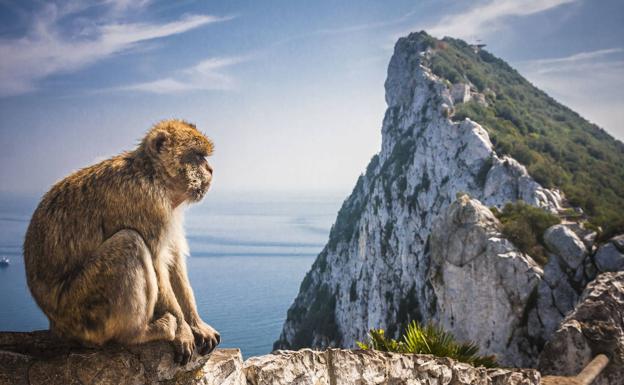 Los «verdaderos dueños»: un macaco de Berbería, con el Peñón al fondo./