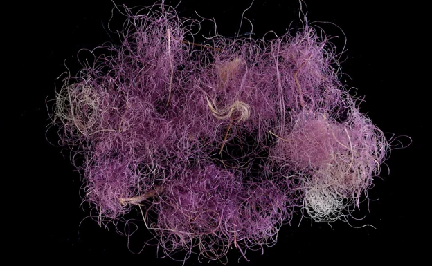 Las fibras de lana teñidas de púrpura, con 3.000 años de antigüedad./ISRAEL ANTIQUITIES AUTHORITY