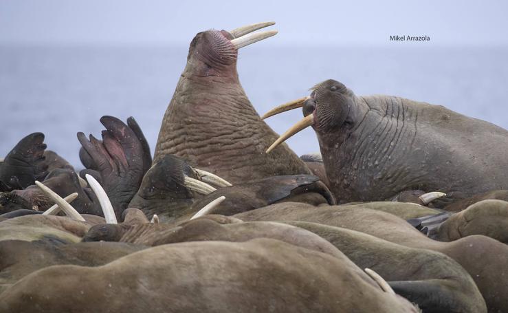 Las impresionantes imágenes de naturaleza extrema en la isla de Svalbard