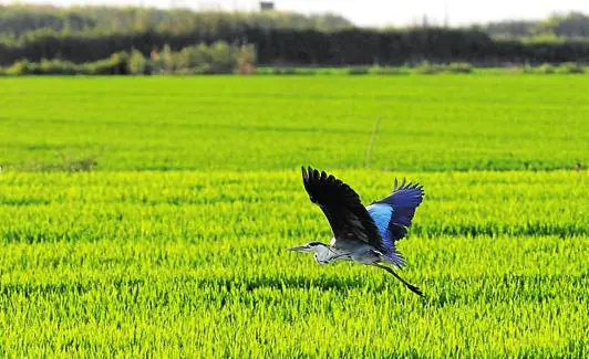 Un pájaro vuela sobre un campo de arroz. 
