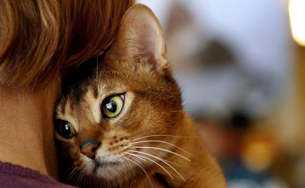 No deberías abrazar a tu gato según los expertos y aquí te decimos la razón