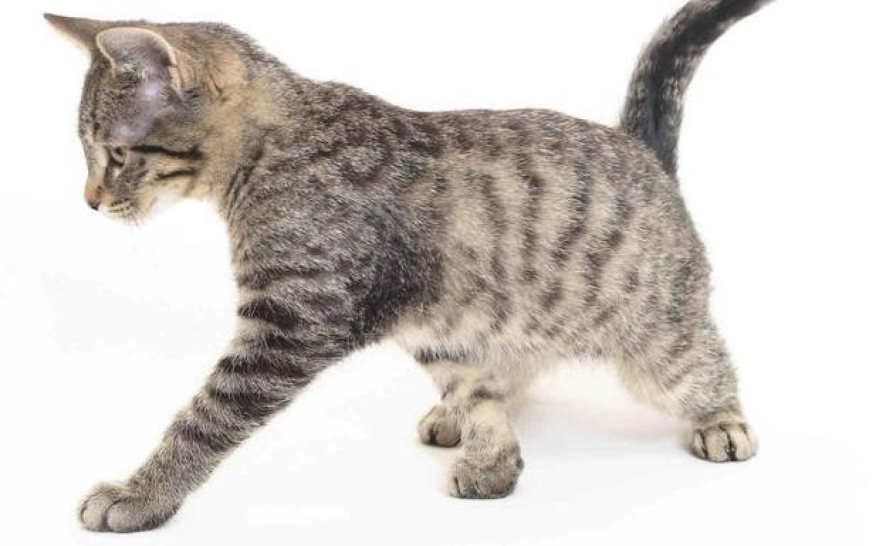 Enigma de los gatos | Por qué los gatos mueven la cola y qué quieren lo hacen | Las Provincias