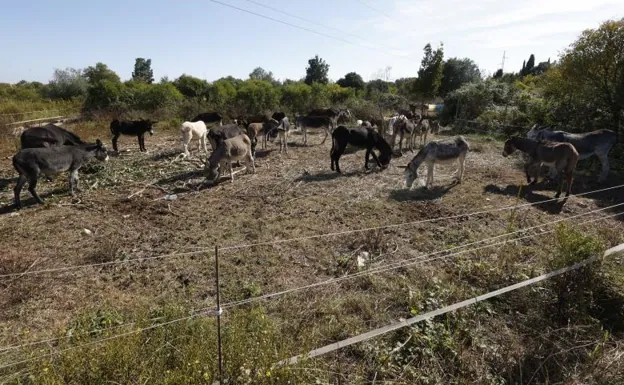 Burro de protección contra incendios, retirado del parque natural. 