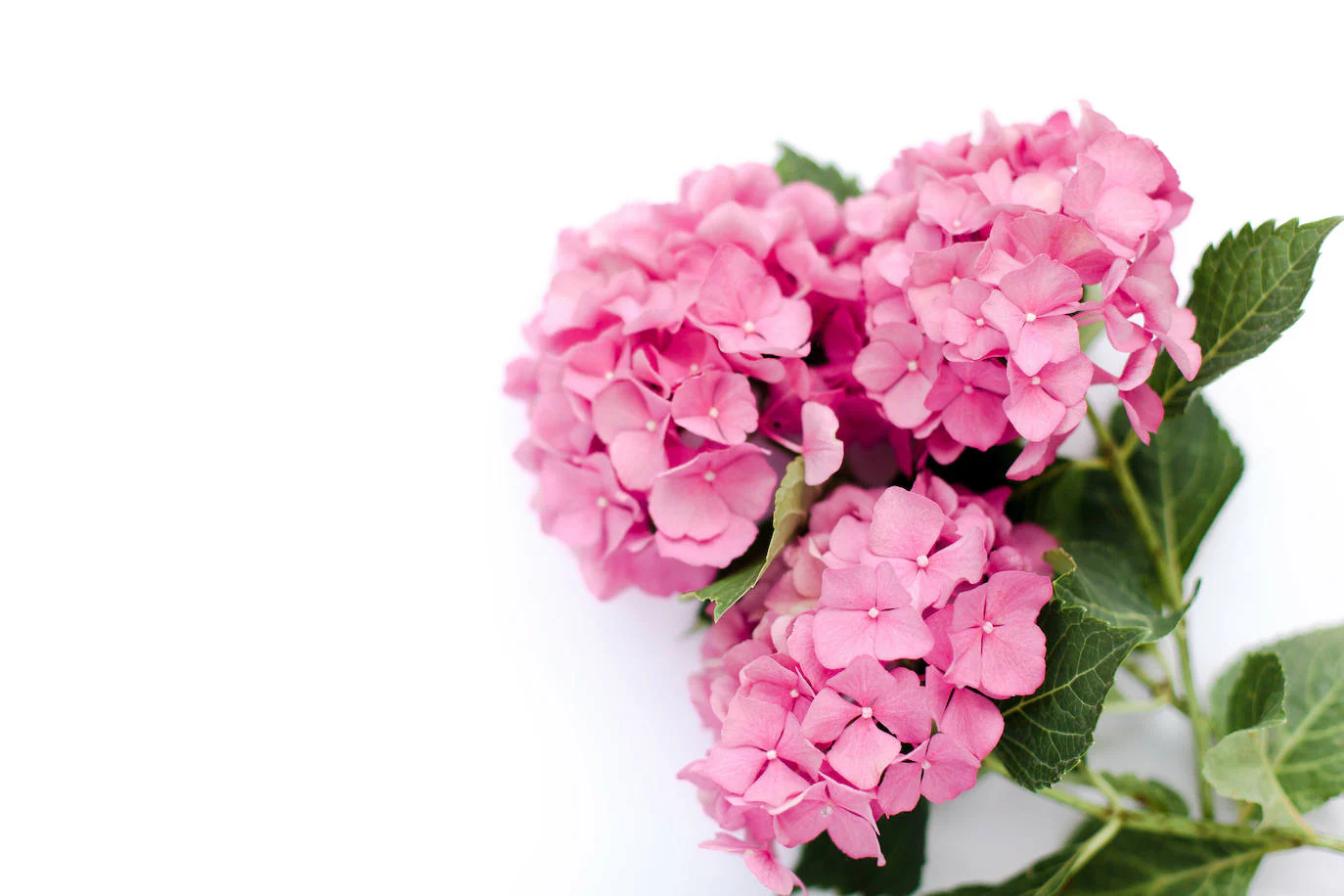 Hortensias | Cómo cuidar las hortensias: todos sus cuidados para una  floración abuntante | Las Provincias