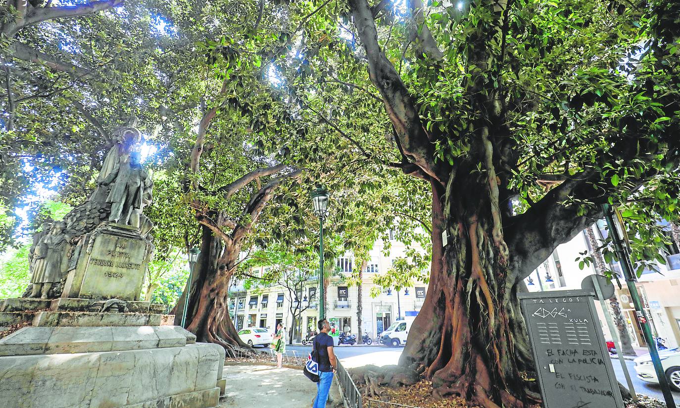 Ficus Parterre | La caída del ficus aviva las quejas en Valencia por la  falta de poda | Las Provincias