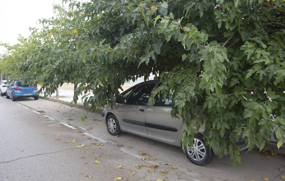 Las ramas de un árbol tapan por completo un vehículo en una calle de Valencia.