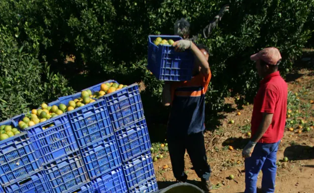 Recolectores en un campo por Albal. 